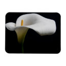 Recherche de flower magnets Plant