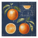 Recherche de fruit exotique posters Orange