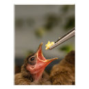 Recherche de moineau posters Nourriture