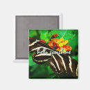 Recherche de papillon vert magnets Photographie