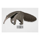 Recherche de anteaters posters Fourmi
