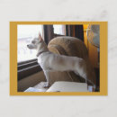 Recherche de office cartes postales Dog
