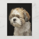 Recherche de white cartes postales New york