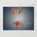 Recherche de rein humain cartes postales Organes humains