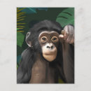 Recherche de chimpanzee cartes postales Chimpanzé