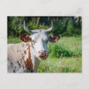 Recherche de humour de vache cartes postales Animal de ferme