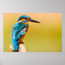 Recherche de kingfisher painting posters Faune
