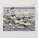 Recherche de flétan cartes postales Nature