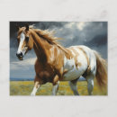 Recherche de cheval pinto cartes postales Équin