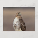 Recherche de plumage cartes postales Faune
