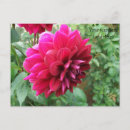 Recherche de bourgeon cartes postales Rouge