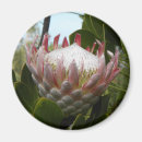 Recherche de flore magnets Verdure