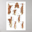 Recherche de noyau posters Anatomie