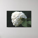 Recherche de hortensias toiles Nature