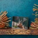 Recherche de wapiti plaques Wyoming