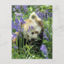 Recherche de ours de nounours cartes postales Panda