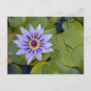 Recherche de nénuphar tropical cartes postales Floraison