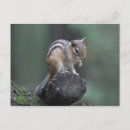 Recherche de tamia cartes postales Sauvage