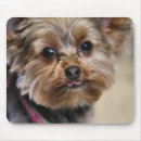 Recherche de minuscule tapis souris Animal