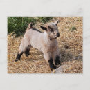 Recherche de chèvres mignonnes cartes postales Bébé