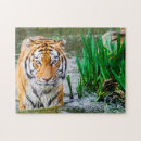 Recherche de tigers puzzles Animal