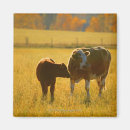 Recherche de veau magnets Ranch