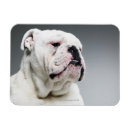 Recherche de taureaux magnets Animaux