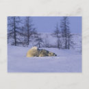 Recherche de prédateur cartes postales Comportement