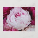 Recherche de lumineuses cartes postales Pivoines