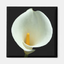 Recherche de calla lilly magnets Blanc