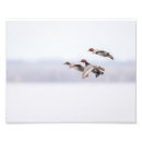 Recherche de canard en vol posters Nature