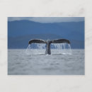 Recherche de queue de baleine cartes postales Nature