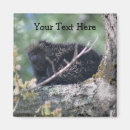Recherche de arbre magnets Photographie