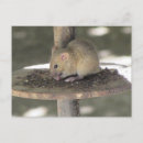 Recherche de souris adorable cartes postales Faune