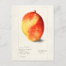 Recherche de mangue cartes postales Fruit
