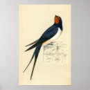 Recherche de hirundo posters Animal