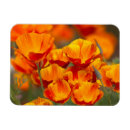 Recherche de coquelicot magnets Fleurs