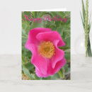 Recherche de rosier photographie Roses sauvages