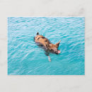 Recherche de natation cartes postales Porc