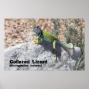 Recherche de lézards posters Pour lui