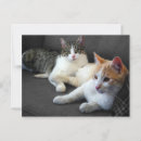 Recherche de frère soeur cartes postales Toute personne