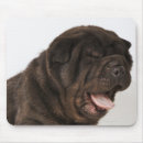Recherche de shar pei tapis souris Tir de studio