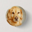 Recherche de chien de golden retriever badges Mignonette