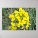 Recherche de f14 posters Fleur sauvage
