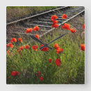 Recherche de coquelicots horloges Pour tous