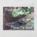 Recherche de alligator sauvage cartes postales Reptile