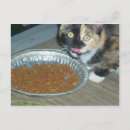 Recherche de pour manger cartes postales Chat