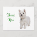 Recherche de chien westie cartes postales Salutation