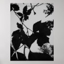 Recherche de arbres en noir et blanc posters Feuilles