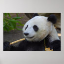 Recherche de bamboo posters Bear